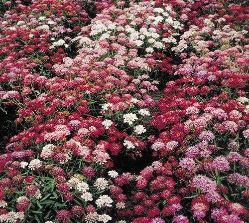 IBERIS SEEDS CANDY CANE FORMULA MIX - 50 IBERIS SEEDS