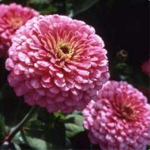 ZINNIA SEEDS LUMINOSA PINK - 40 ZINNIA SEEDS