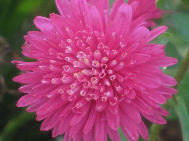 ASTER SEEDS COLOUR CARPET PINK - 100 ASTER SEEDS