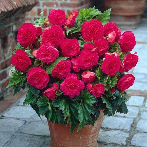 BEGONIA SEEDS NONSTOP PINK - 5 BEGONIA SEEDS