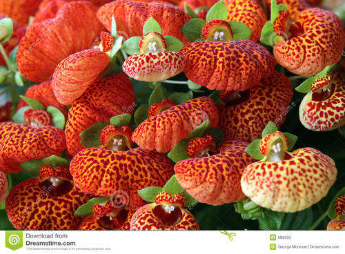CALCEOLARIA SEEDS CINDERELLA ORANGE SHADES - 10 CALCEOLARIA SEEDS