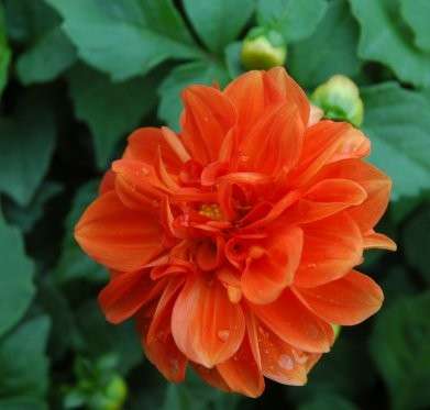 DAHLIA SEEDS FIGARO ORANGE - 10 DAHLIA SEEDS