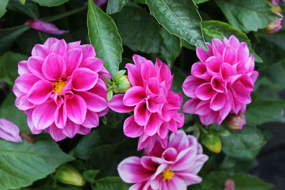 DAHLIA SEEDS FIGARO VIOLET - 10 DAHLIA SEEDS