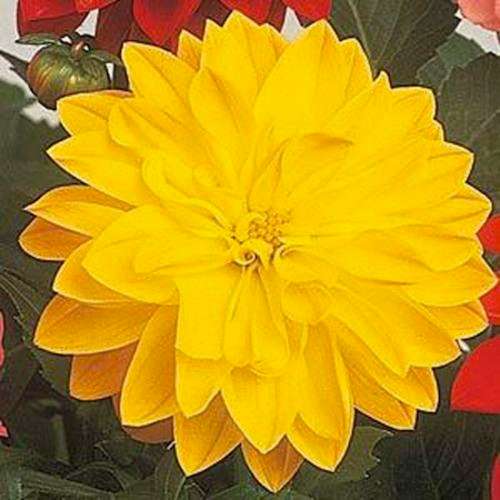 DAHLIA SEEDS FIGARO YELLOW - 10 DAHLIA SEEDS