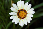GAZANIA SEEDS NEW DAY WHITE - 10 GAZANIA SEEDS