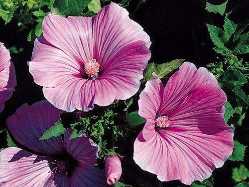 LAVATERA SEEDS SILVER CUP - 50 LAVATERA SEEDS