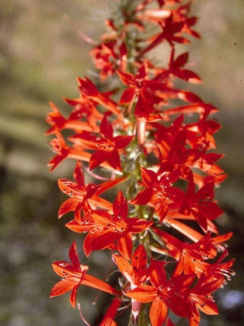 IPOMOPSIS RUBRA SEEDS SCARLET GILIA - 20 SEEDS