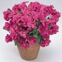 PETUNIA SEEDS DOUBLE DUO SATIN PINK - 10 PETUNIA SEEDS