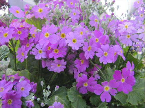 PRIMULA MALACOIDES LAVENDER - 50 PRIMULA SEEDS