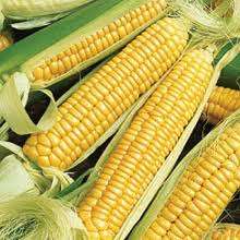 SWEETCORN SEEDS GOLDEN BANTAM HEIRLOOM - 25 SWEET CORN SEEDS