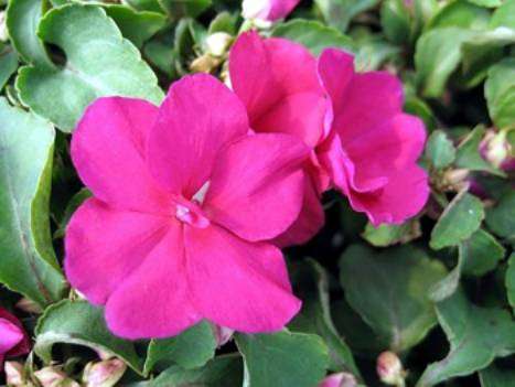 IMPATIENS SEEDS SUPER ELFIN LIPSTICK - 10 IMPATIENS SEEDS