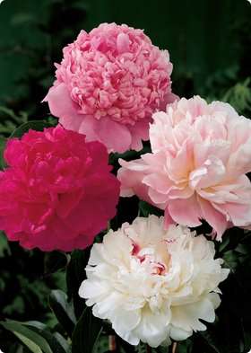 PEONY SEEDS MIX - 5 PEONY SEEDS