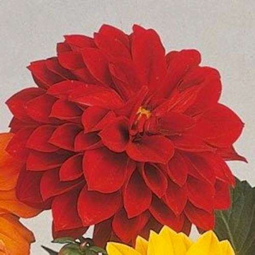 DAHLIA SEEDS FIGARO RED - 10 DAHLIA SEEDS