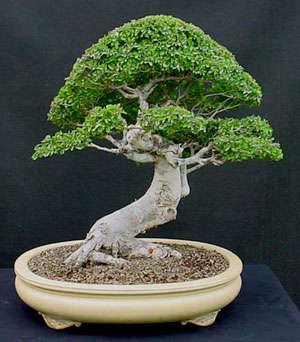 ULMUS PARVIFOLIA CHINESE ELM TREE BONSAI -  5 CHINESE ELM SEEDS