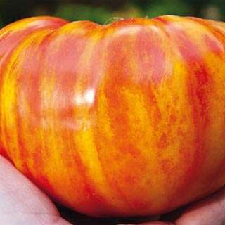 TOMATO SEEDS BIG RAINBOW - 25 TOMATO SEEDS
