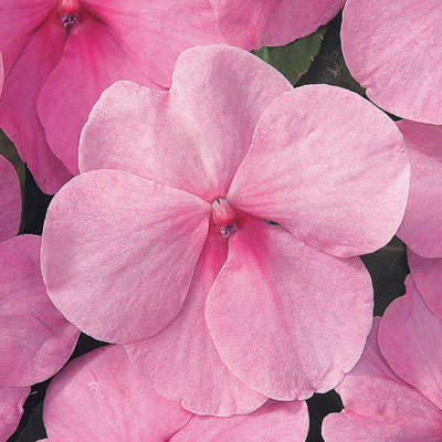 IMPATIENS SEEDS PINK - 10 IMPATIENS SEEDS