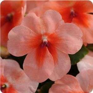 IMPATIENS SEEDS SUPER ELFIN SALMON SPLASH - 10 IMPATIENS SEEDS