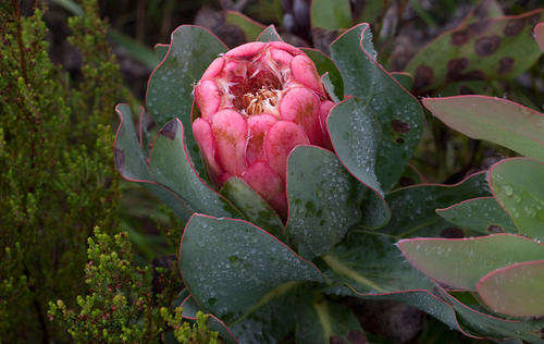PROTEA SEEDS GRANDICEPS - 5 PROTEA SEEDS