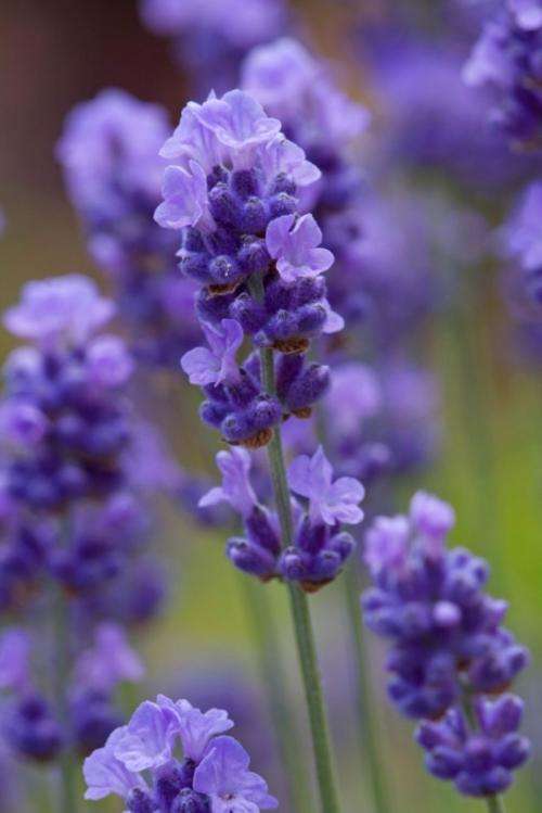 LAVENDER SEEDS ELLAGANCE PURPLE -10 LAVENDER SEEDS