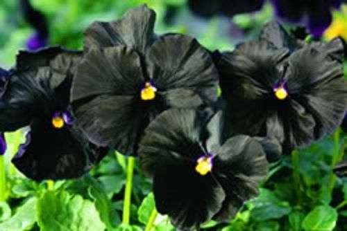 PANSY SEEDS BLACK MAGIC PERENNIAL - 10 PANSY SEEDS