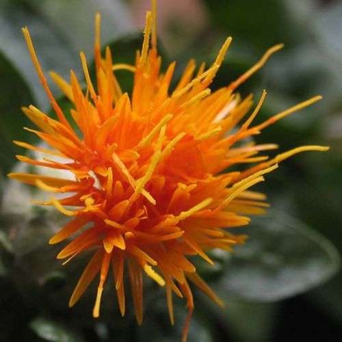 SAFFLOWER SEEDS - 20 SAFFLOWER SEEDS