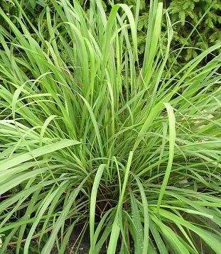 LEMON GRASS SEEDS - 10 LEMON GRASS SEEDS
