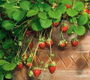 STRAWBERRY SEEDS RED ALPINE - 10 STRAWBERRY SEEDS