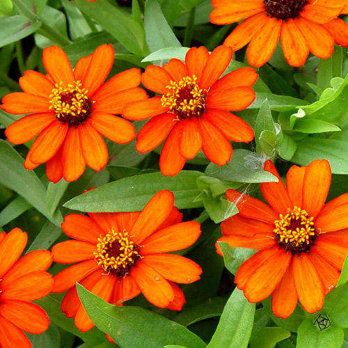 ZINNIA SEEDS PROFUSION ORANGE - 10 ZINNIA SEEDS