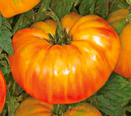 TOMATO SEEDS PINEAPPLE HEIRLOOM - 10 TOMATO SEEDS