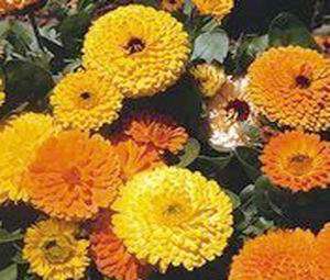 Calendula Seeds Pacific Beauty - 1 Gram Calendula Seeds