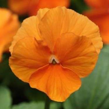 PANSY SEEDS DEEP ORANGE - 10 PANSY SEEDS