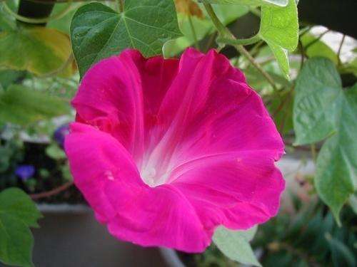 MORNING GLORY SEEDS SCARLET O'HARA - 10 MORNING GLORY SEEDS