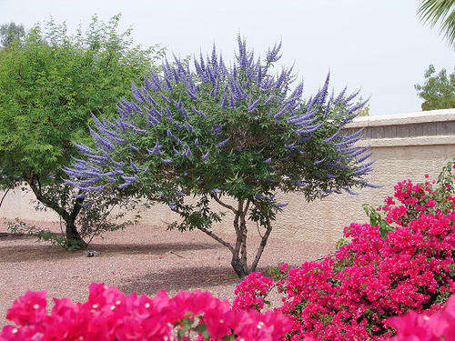 CHASTEBERRY TREE SEEDS VITEX AGNUS - 5 SEEDS