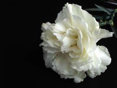 CARNATION SEEDS CHABAUD WHITE- 10 CARNATION SEEDS