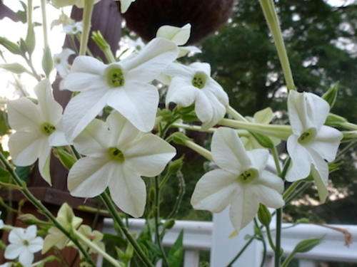 AZTEC NICOTANIA JASMINE SCENTED - 25 SEEDS