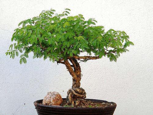 ACACIA KARROO BONSAI SEED - 10 BONSAI SEEDS