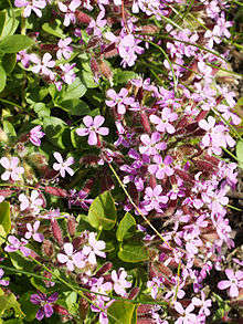 SOAPWORT  Saponaria Ocymoides - 50 Soapwort seeds