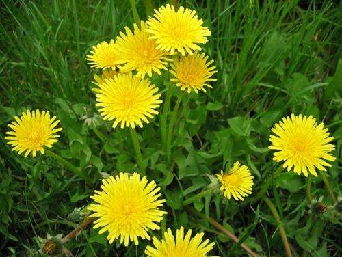 DANDELION SEEDS TARAXACUM OFFICINALE - 100 DANDELION SEEDS