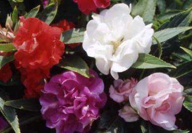 BALSAM SEEDS IMPATIENS BALSAMINA - 200 BALSAM SEEDS