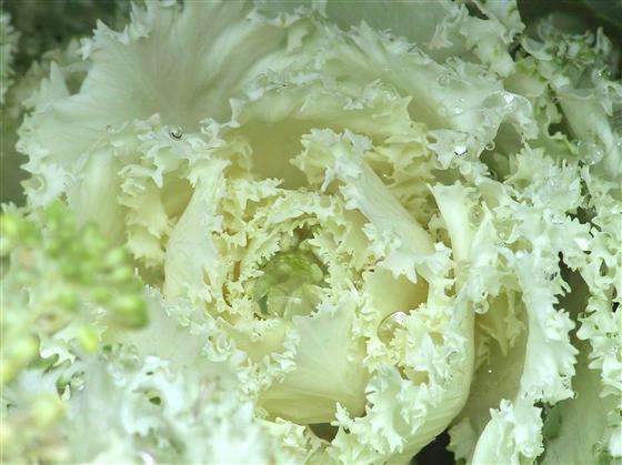 KALE SEEDS KAMOME WHITE - 10 KALE SEEDS