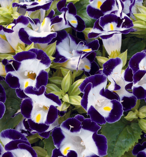 TORENIA SEEDS KAUAI BLUE/WHITE - 10 TORENIA SEEDS