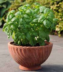 BASIL SEEDS DOLCE FRESCA - 50 BASIL SEEDS