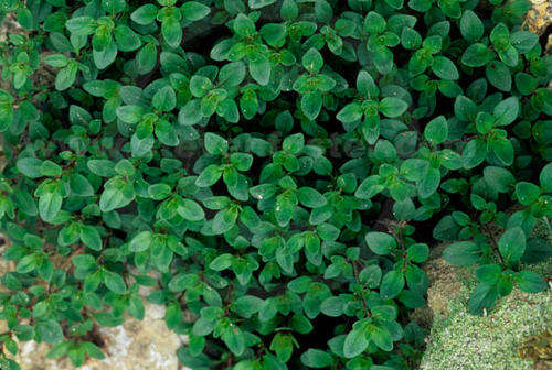 THYME SEEDS ORGANIC ENGLISH THYME - 100 SEEDS