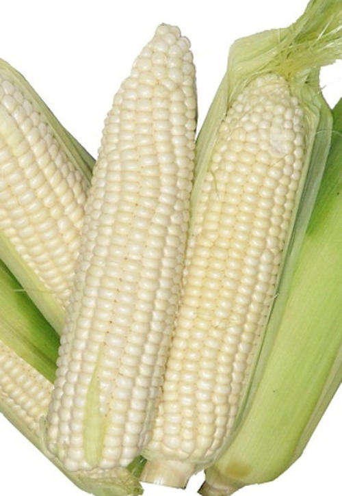 Mealie Seeds Border King - 50 Maize Seeds