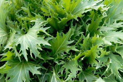 Mustard Seeds Mizuna - 200 Mizuna Seeds