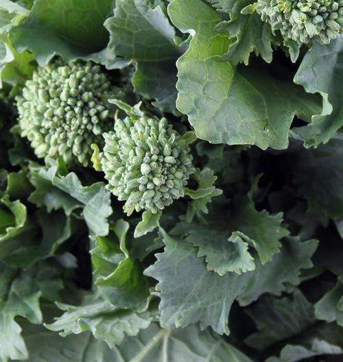 BROCCOLI SEEDS ZAMBONI HEIRLOOM - 50 BROCCOLI SEEDS