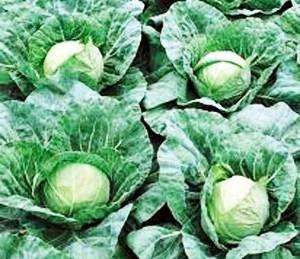 CABBAGE SEEDS BABY PANDION - 10 CABBAGE SEEDS