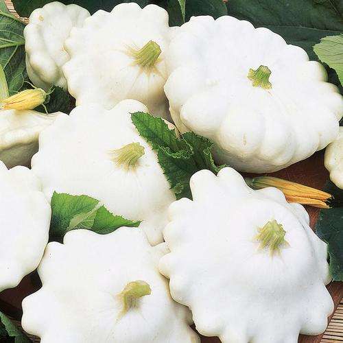 PATTY PAN SQUASH SEEDS WHITE - 5 SQUASH SEEDS