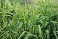 OATS SEEDS ORGANIC - 30 OATS SEEDS