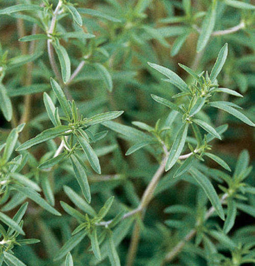 SUMMER SAVORY HERB SEEDS - 500 SEEDS